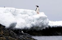 یک پنگوئن در نزدیکی ساحل تنگه برانسفیلد بر روی تکه یخ در حال ذوب، قطب جنوب،۲۰۲۳