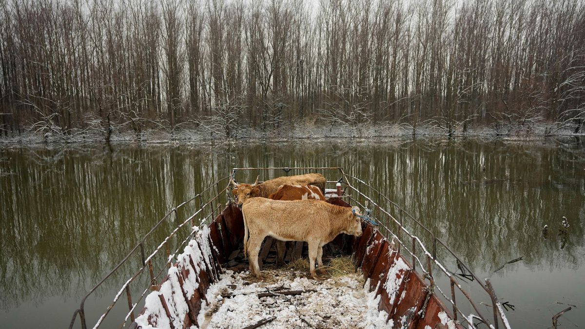 Αγελάδες στέκονται πάνω σε φορτηγίδα στην όχθη ενός πλημμυρισμένου ποτάμιου νησιού Krcedinska Ada στον ποταμό Δούναβη, 50 χιλιόμετρα βορειοδυτικά του Βελιγραδίου, Σερβία, 9 Ιανουαρίου 2024\. 