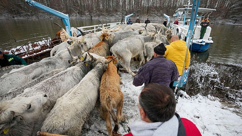 Kmetje prevažajo krave s poplavljenega rečnega otoka Krčedinska Ada na reki Donavi.