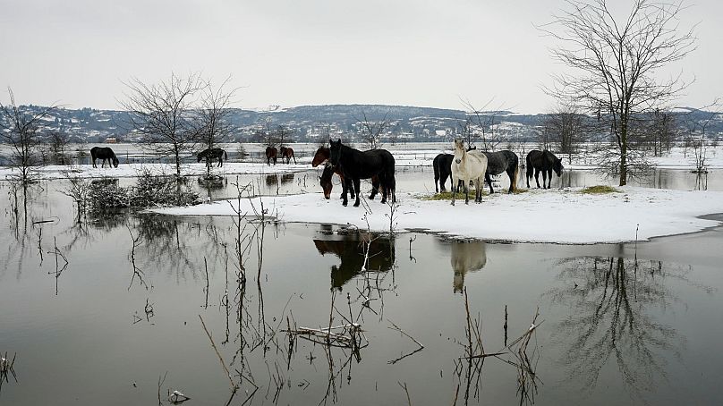 Horses feed on a flooded river island Krcedinska Ada on the Danube river, 50 kilometres north-west of Belgrade, Serbia, 9 January2024.