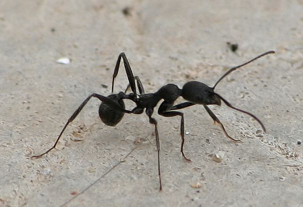 مورچه با نام علمی «آفانوگستر سنیلیس»