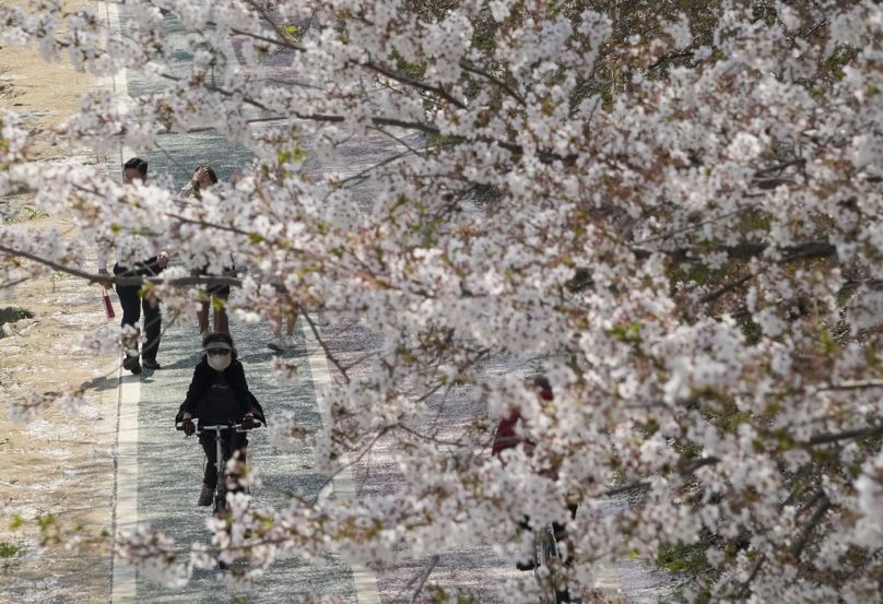 A woman rides a bicycle under cherry blossoms in full bloom at a park in Seoul, April 2023