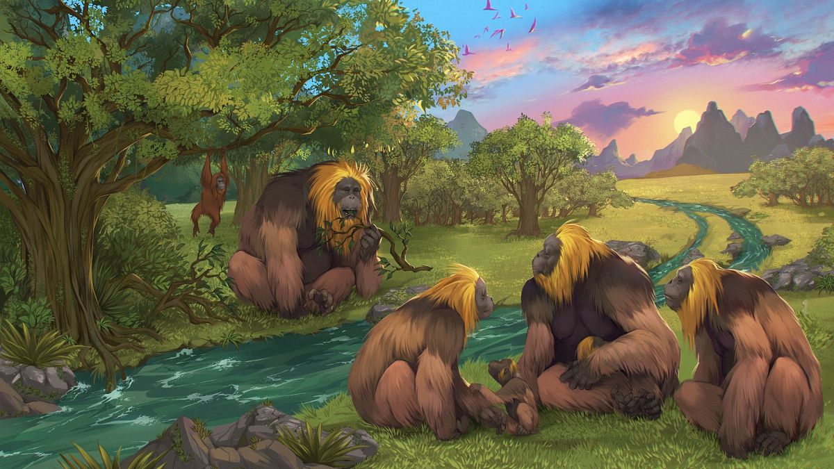 Questa illustrazione raffigura il Gigantopithecus blacki in una foresta della regione di Guangxi, nella Cina meridionale. 