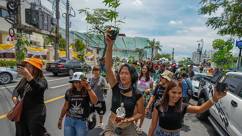 Cannabis activists and entrepreneurs hold cannabis plant as they march to Government House in Bangkok, Thailand, 8 July 2024. 