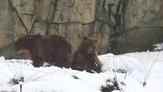 استمتاع الحيوانات بالثلوج في حديقة حيوان شيكاغو