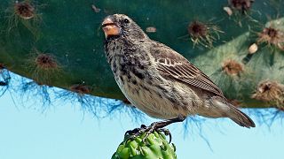 Birds linked to Darwin’s theory of evolution have been reintroduced to the Galapagos Islands.