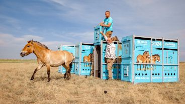 Przewalski's horses being released in Kazakhstan.