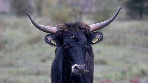 A Tauros, similar to those that will be reintroduced by 2026 in the Scottish Highlands, walks in an enclosure in the Czech Republic, on 13 October 2015. 
