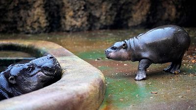 اولین تصاویر از میکولا در باغ وحش به تاریخ ۱۵ ژانویه ۲۰۲۴