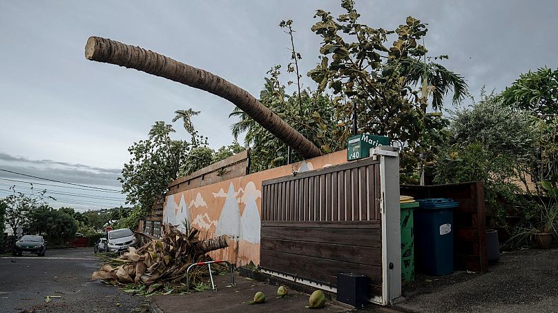 A tree fell on a wall in the town of La Plaine Saint-Paul on the French Indian Ocean island of Reunion, 15 January 2024.
