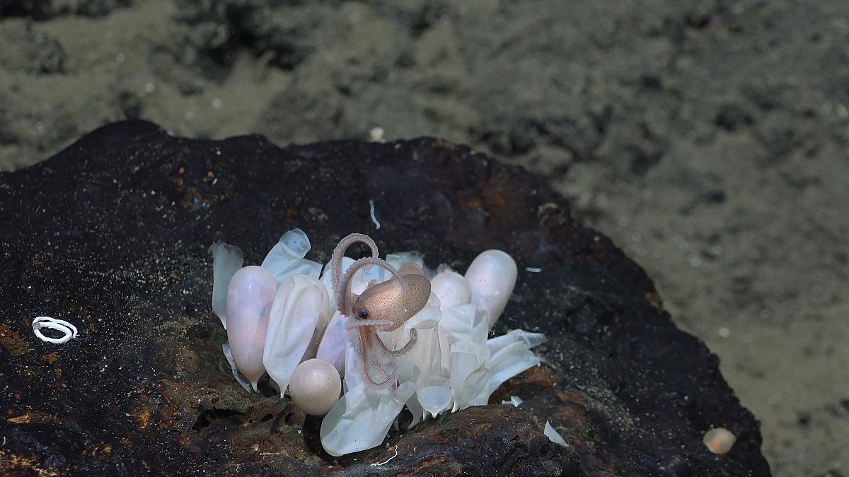 Un poulpe émerge d'un groupe d'œufs dans une nouvelle pouponnière de poulpes, découverte par la même équipe en juin, au mont sous-marin Tengosed, au large du Costa Rica. 