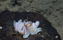 An octopus hatchling emerges from a group of eggs at a new octopus nursery, first discovered by the same team in June, at Tengosed Seamount, off Costa Rica. 