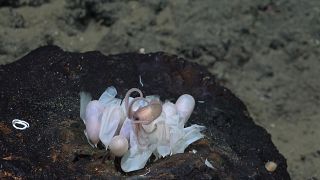Una cría de pulpo sale de un grupo de huevos en una nueva guardería de pulpos, descubierta por el mismo equipo en junio, en el monte submarino Tengosed, frente a Costa Rica. 