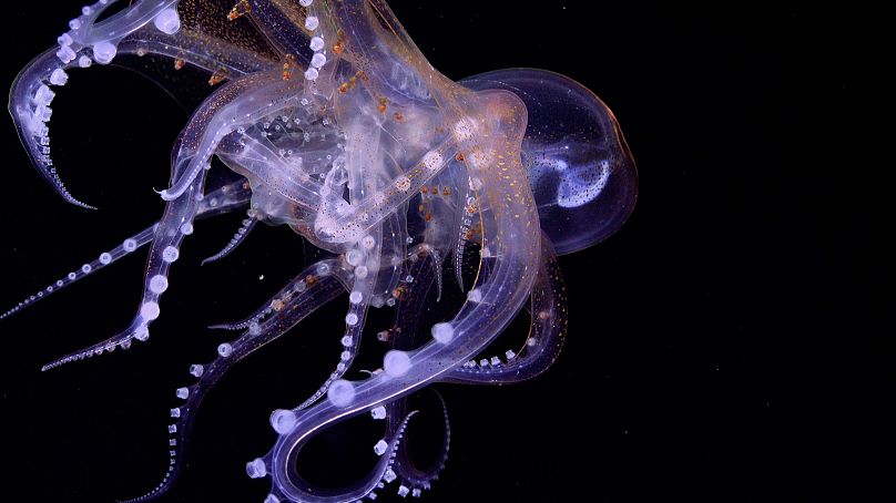 Cette observation de pieuvre de verre est inhabituelle : les chercheurs ne savent pas s'il s'agit d'un acte de prédation ou de copulation