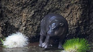 Rare pygmy hippo born in Czech zoo makes first appearance 
