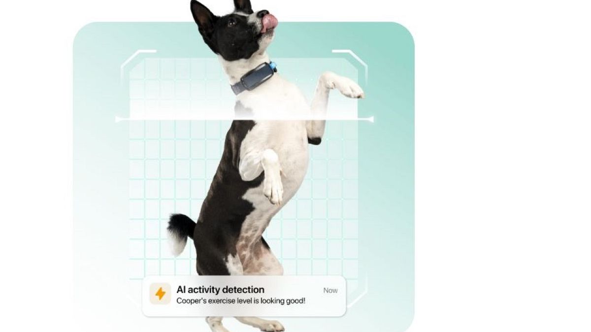 The smart collar for dogs and cats