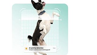 The smart collar for dogs and cats