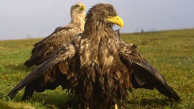 Rétisasok (Haliaeetus albicilla) a Hortobágyi Nemzeti Park területén 2023. január 13-án