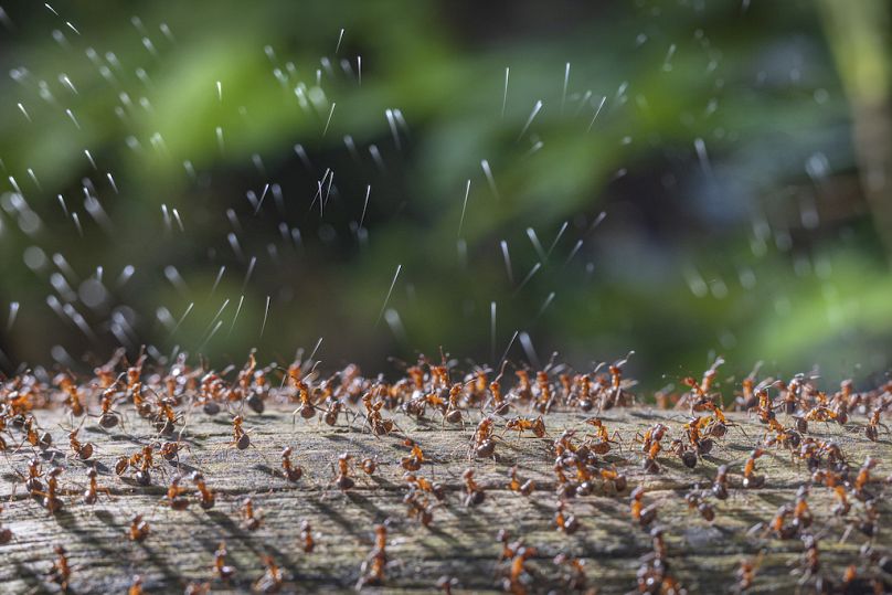 "Wood Ants Firing Acid Secretion" von René Krekels