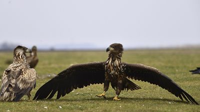 Una foto del lunes 16 de enero de 2023 muestra águilas (Haliaeetus albicilla) en el Parque Nacional Hortobagy cerca de Hortobagy, Hungría, el viernes 13 de enero de 2023.