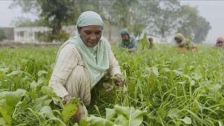 Agriculture can play a central role in climate action- UN's FAO