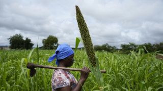 FAO : l'agriculture au cœur de la lutte contre le changement climatique