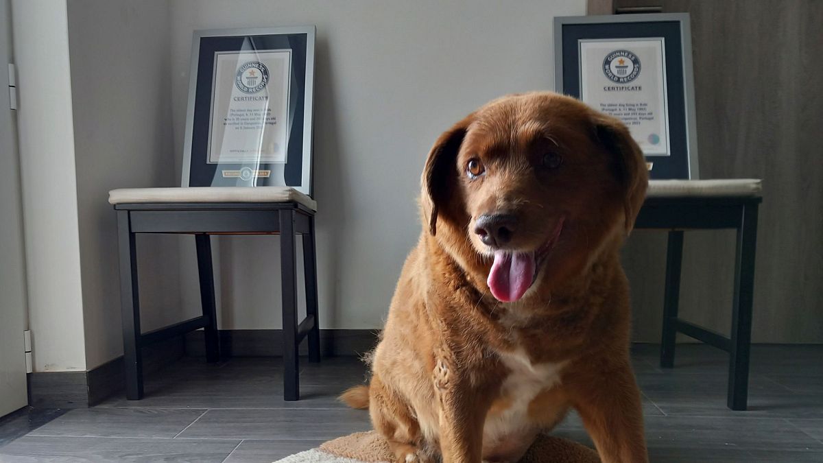 Bobi avec son certificat de record du monde Guinness du chien le plus âgé.
