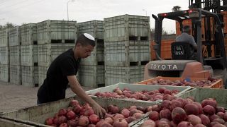 جني التفاح في إسرائيل-أرشيف
