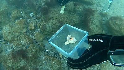 Un grupo científico replanta algas en peligro de extinción, cultivadas en laboratorio, en la costa rumana del mar Negro