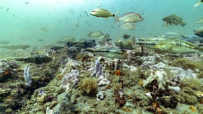 Подводные съёмки в Чёрном море