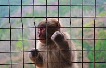The facility would eventually hold up to 30,000 long-tailed macaques that would be sold to universities and pharmaceutical companies for medical research. 