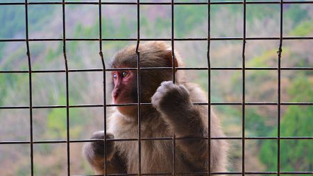 The facility would eventually hold up to 30,000 long-tailed macaques that would be sold to universities and pharmaceutical companies for medical research. 