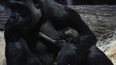 10-year-old gorilla Duni holds her newborn baby at the Zoo in Prague, Czech Republic, Thursday, Jan. 4, 2024. Duni gave birth to her first infant on Jan. 2, 2024.