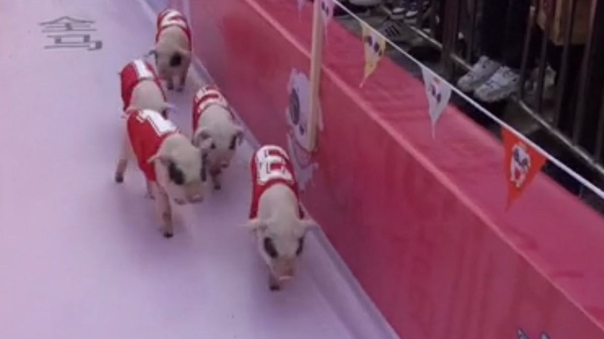 Schweinerennen in China