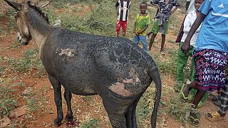 Explosive-laden Donkey cart claims officer's life, injures 4 in Kenya"