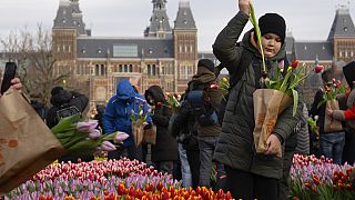 أزهار التوليب في أمستردام