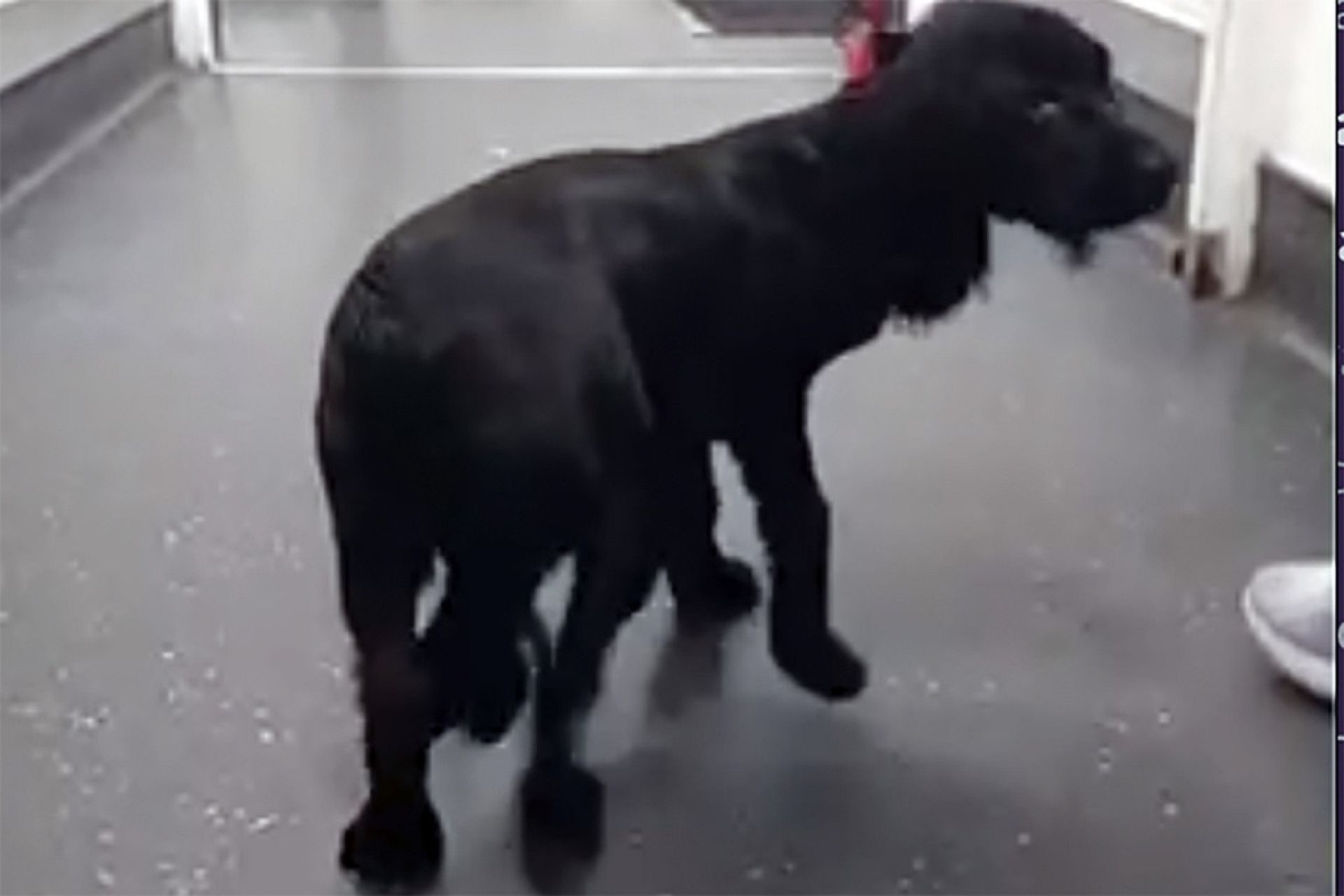 Regno Unito: cane con sei zampe torna a camminare | Euronews