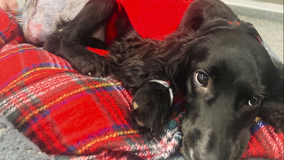Six-legged dog adjusts to life on four paws after surgery thumbnail