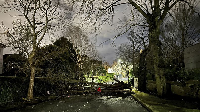 سقوط شجرة على طريق نوتنج هيل في جنوب بلفاست، أيرلندا الشمالية