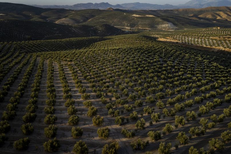 Rows of olive trees grow in the southern town of Quesada, a rural community in the heartland of Spain's olive country, October 2022