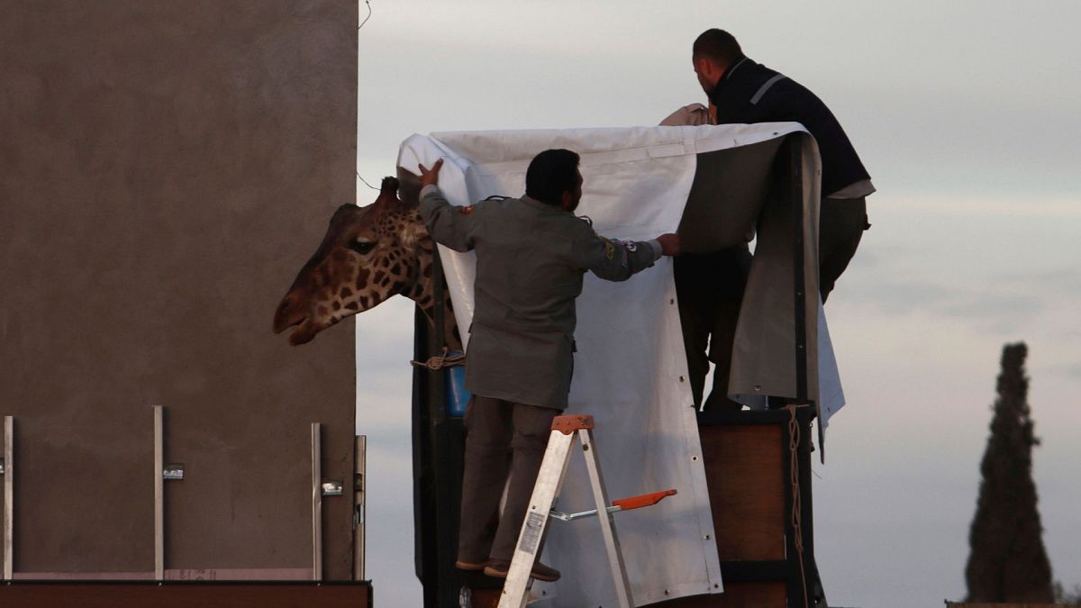 Des ouvriers préparent la girafe Benito pour son transport au zoo municipal de Central Park à Ciudad Juarez, au Mexique, le 21 janvier 2024.