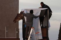 Workers prepare Benito the giraffe for transport at the city-run Central Park Zoo in Ciudad Juarez, Mexico, 21 January 2024.