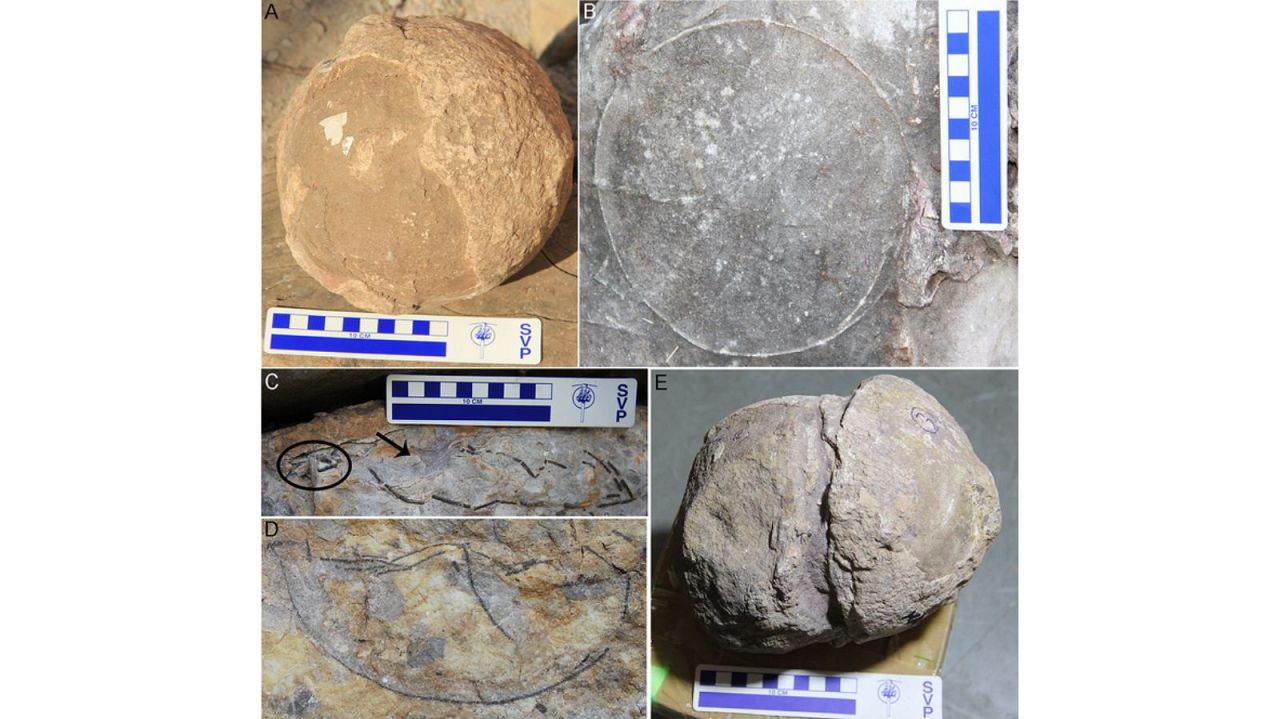 تخم‌های دایناسور یافت‌شده ایالت مادیا برادش