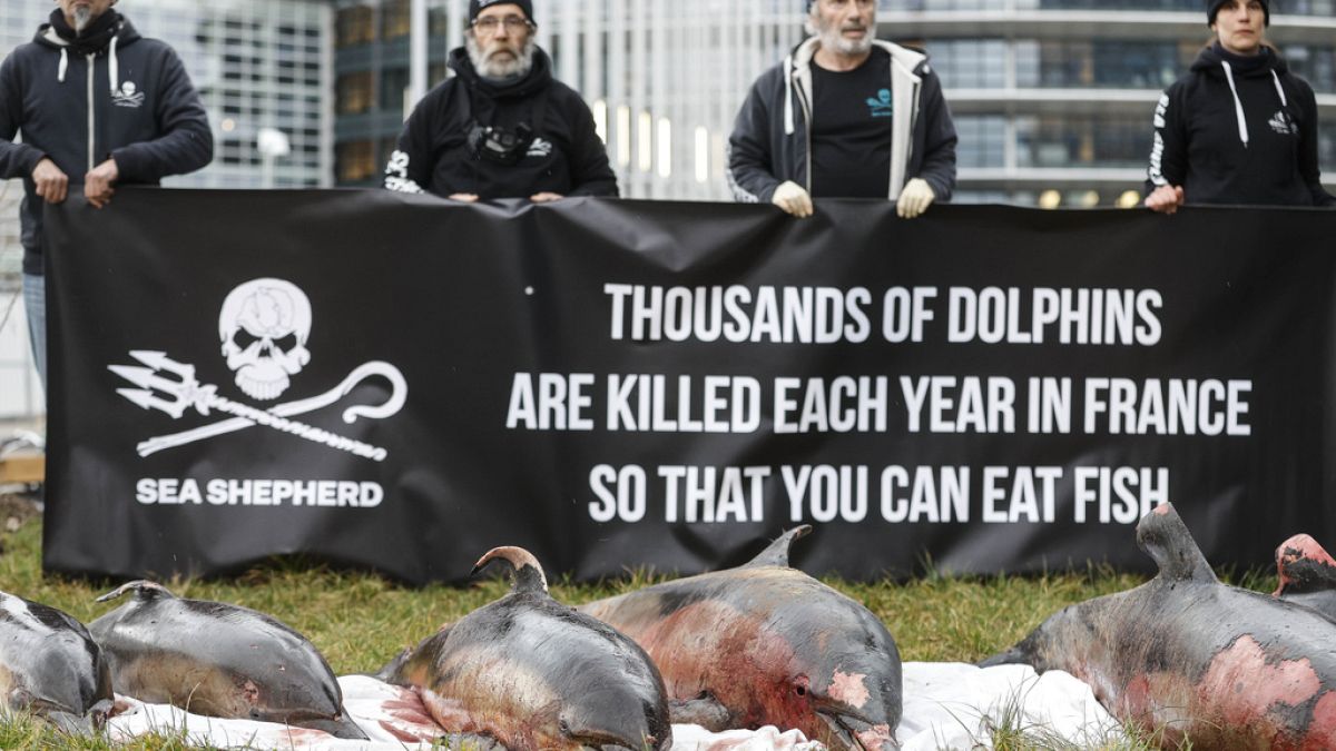 Jedes Jahr sterben Tausende von Delfinen im in Schleppnetzen im Golf von Biskaya. Nun hat die französische Regierung ein eingeschränktes Fangverbot beschlossen. 