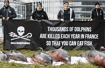 Jedes Jahr sterben Tausende von Delfinen im in Schleppnetzen im Golf von Biskaya. Nun hat die französische Regierung ein eingeschränktes Fangverbot beschlossen. 