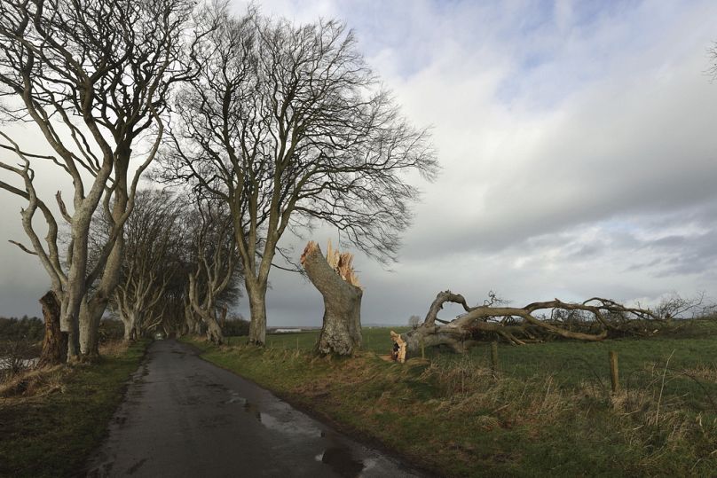 Δέντρα που εμφανίζονται στην τηλεοπτική σειρά Game Of Thrones έχουν κοπεί, κατά τη διάρκεια της καταιγίδας Isha, στο Dark Hedges, στην κομητεία Antrim της Βόρειας Ιρλανδίας,