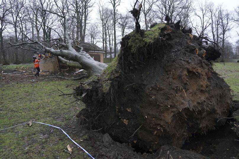 Englische Arbeiter entfernen einen Baum, der auf ein Umspannwerk in Larbert, Schottland, gestürzt ist,