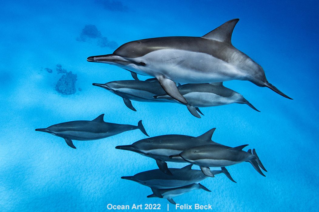 Dolphin Formation