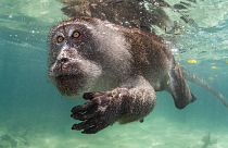Primate acuático", de Suliman Alatiqi, ganador del Mejor de la Exposición y Retrato