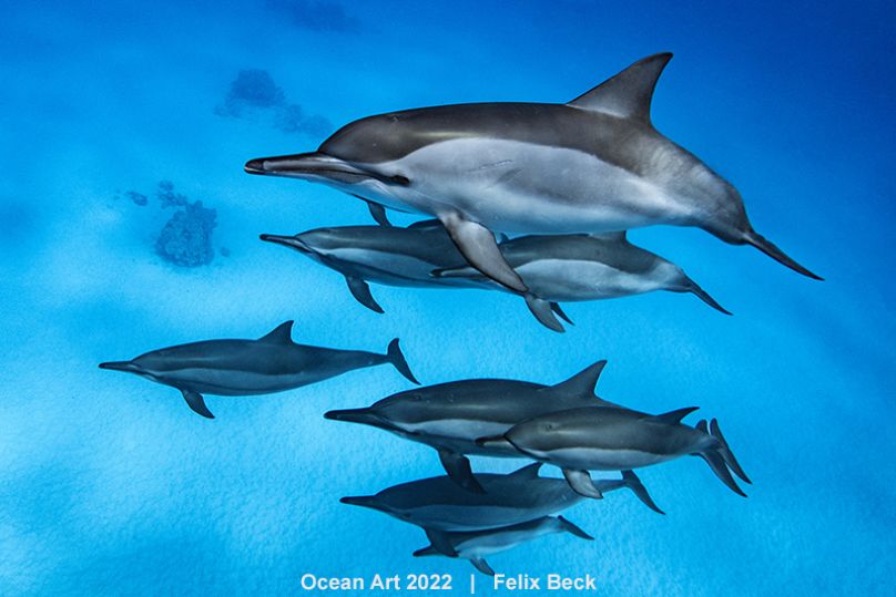 Formación de delfines